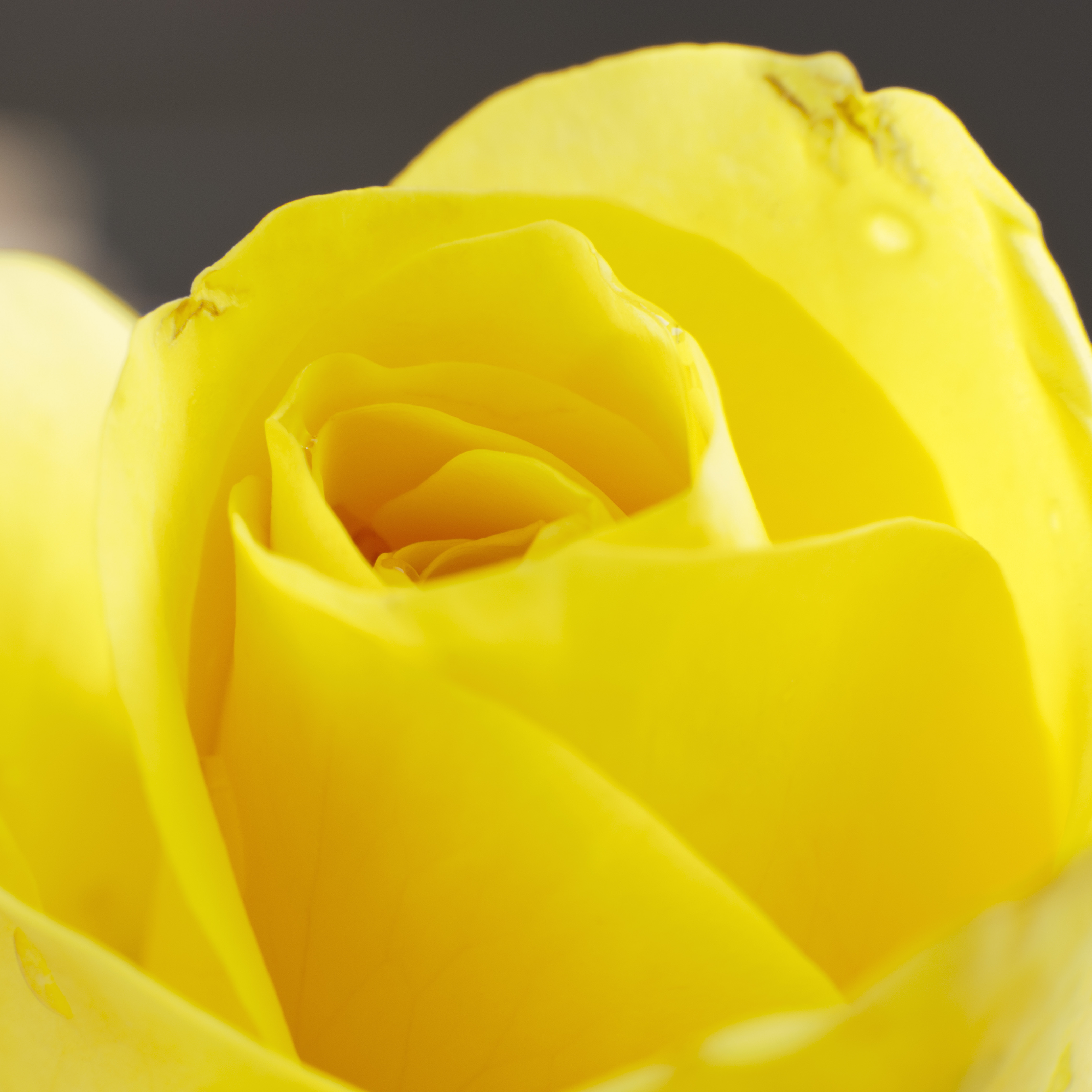Yellow Rrose Yellow Roses โ Leatha Marie